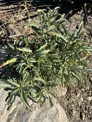 Penstemon spectabilis