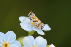 Tachycixius venustulus