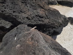 Microlophus bivittatus