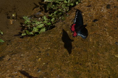 Mimoides phaon phaon