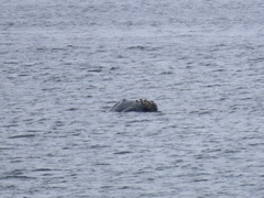 Eubalaena glacialis