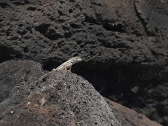 Microlophus bivittatus