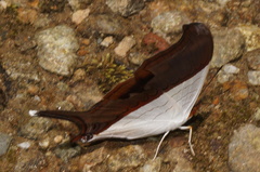 Marpesia zerynthia