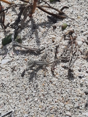 Microlophus bivittatus