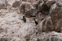 Phalacrocorax capensis