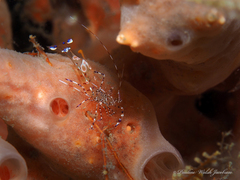 Periclimenes yucatanicus