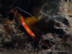 Stenopus scutellatus