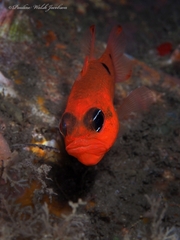 Apogon pseudomaculatus