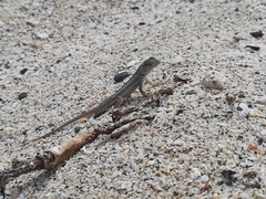 Microlophus bivittatus