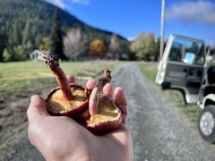 Gymnopilus luteofolius