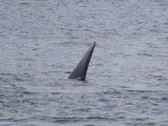 Eubalaena glacialis