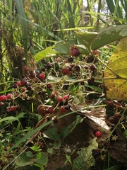 Rubus glaucus