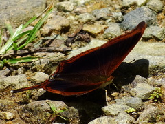 Marpesia zerynthia