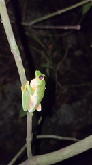 Agalychnis taylori