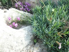 Dianthus rupicola