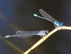 Enallagma cardenium