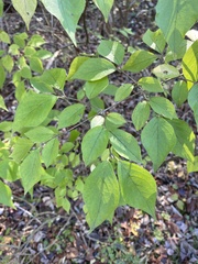 Styracaceae