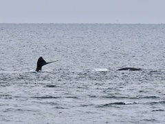 Eubalaena glacialis