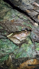 Lithobates brownorum