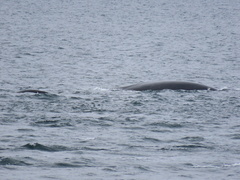 Eubalaena glacialis