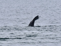 Eubalaena glacialis