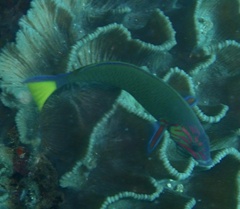 Thalassoma lunare