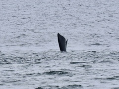 Eubalaena glacialis