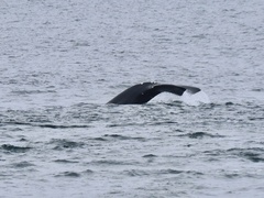 Eubalaena glacialis