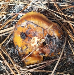 Cortinarius mucosus