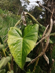 Xanthosoma sagittifolium