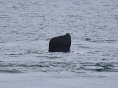 Eubalaena glacialis