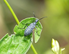 Epicauta atomaria