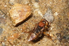 Scaptotrigona hellwegeri