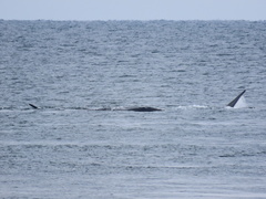 Eubalaena glacialis
