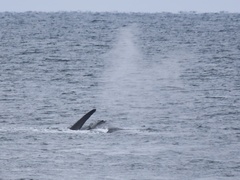 Eubalaena glacialis