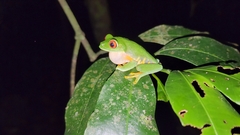 Agalychnis taylori