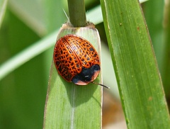 Botanochara macularia