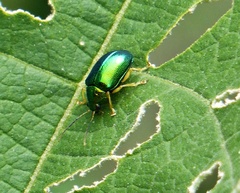 Colaspis laeta