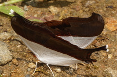 Marpesia zerynthia