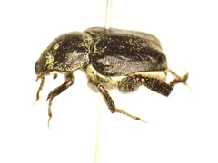 Hoplia graminicola