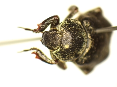 Hoplia graminicola