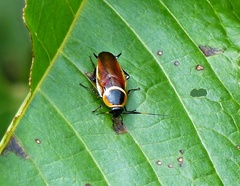 Pseudomops neglectus