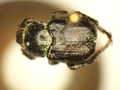 Hoplia graminicola