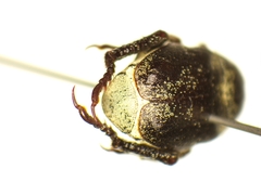 Hoplia graminicola