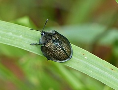Cyrtonota