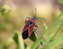 Neacoryphus bicrucis