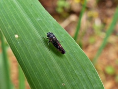 Macugonalia leucomelas