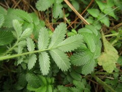 Acaena argentea