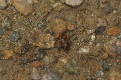 Scaptotrigona hellwegeri