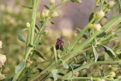 Neacoryphus bicrucis
